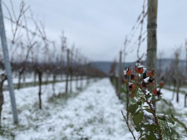 Gimmeldingen am 14.2.21: Keine Spur von Mandelblüten