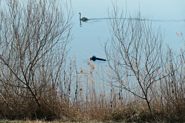 Mülltonne im Wasser, das andere ist ein Schwan und nur der gehört hier ins Wasser | Foto: Brigitte Melder
