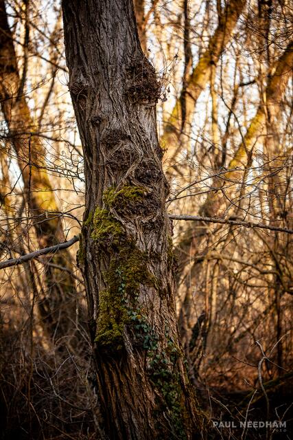 Foto: Paul Needham