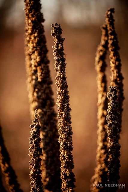 Foto: Paul Needham