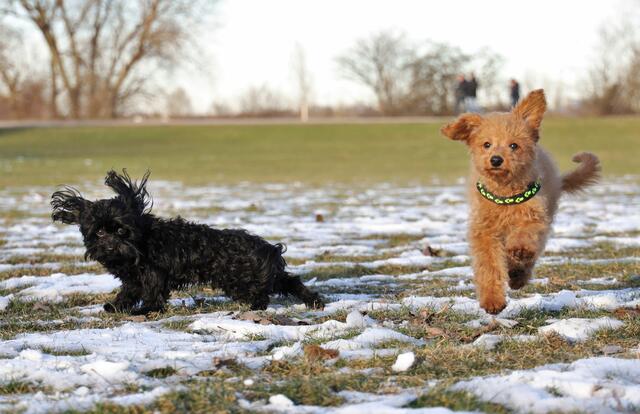 Als noch Schnee lag entstand dieses süße Foto der Beiden beim Herumtoben | Foto: Maike Müller