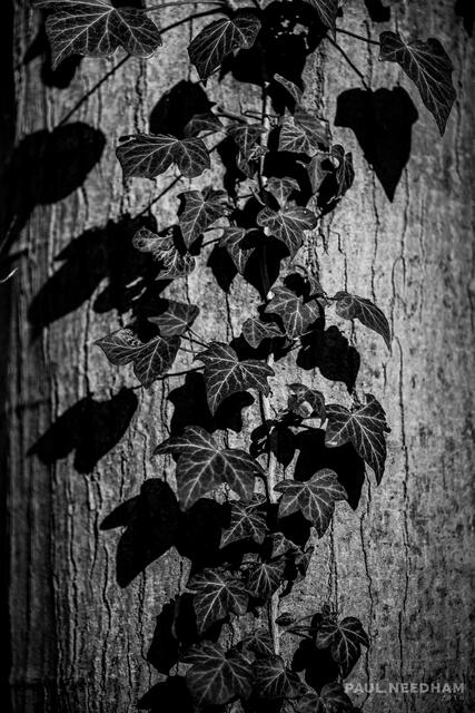 Foto: Paul Needham