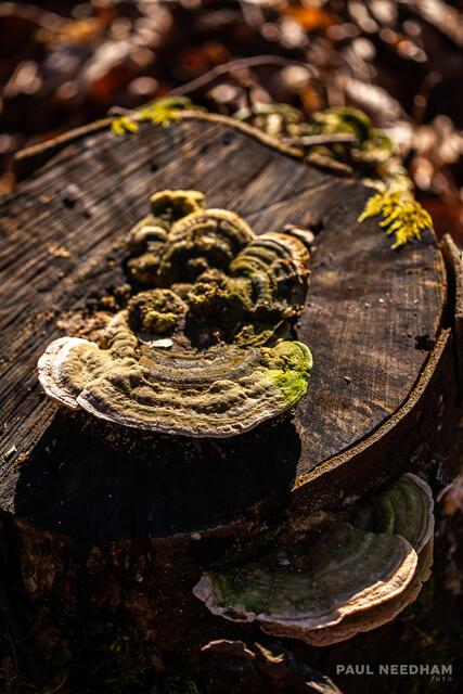 Foto: Paul Needham