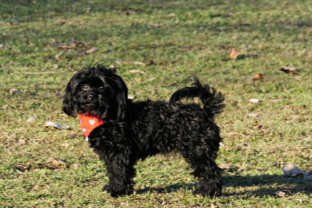 Valentino | Foto: Brigitte Melder