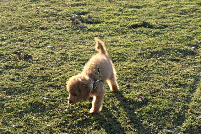 Paul im Gegenlicht | Foto: Brigitte Melder