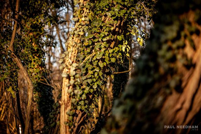 Foto: Paul Needham