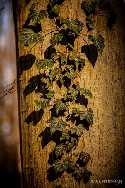 Foto: Paul Needham