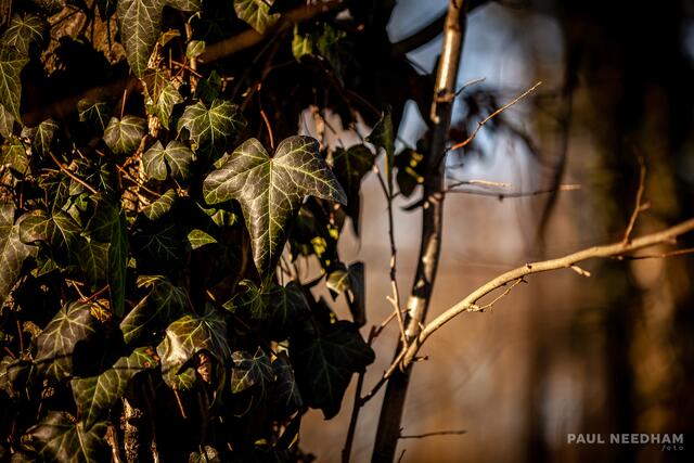Foto: Paul Needham