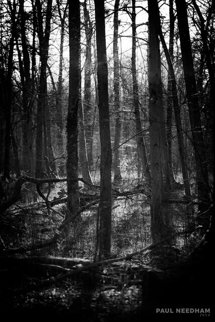 Foto: Paul Needham