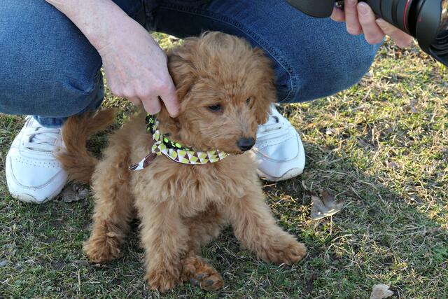 Paul wird gekrault | Foto: Brigitte Melder