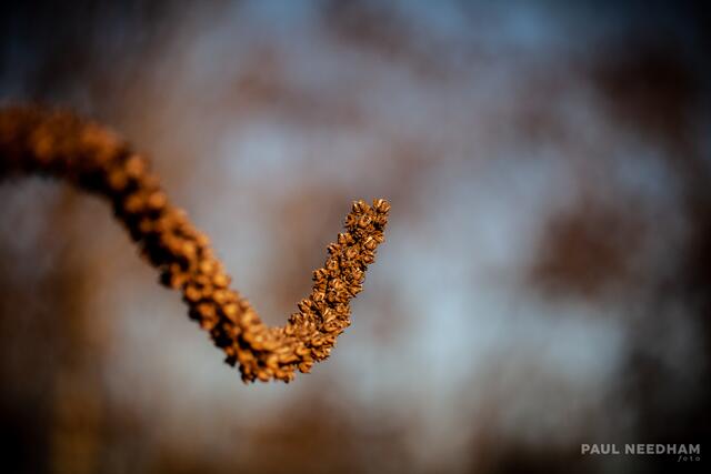Foto: Paul Needham