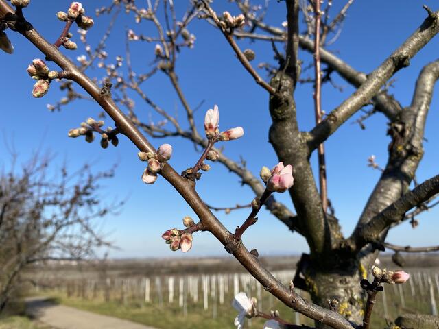 Mandelblüte am 28.2.2020