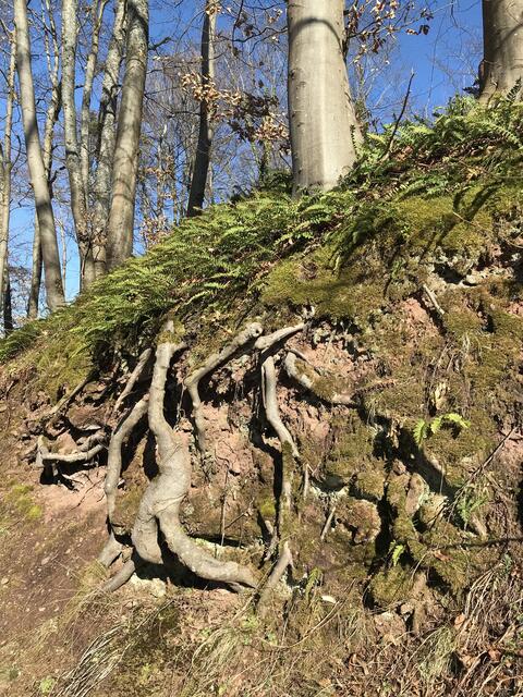 Nicht nur die Ruine Lindelbrunn, auch der Weg hat schöne Ansichten zu bieten. | Foto: B. Bender