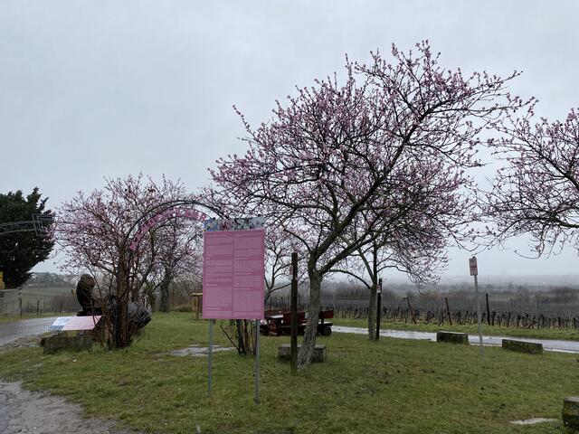 Mandelblüte in Gimmeldingen, Pfalz am 13.3.2021