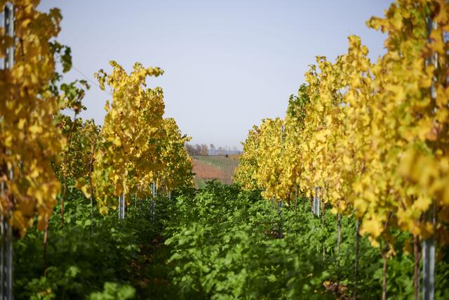 Wandern im Indian Summer | Foto: Kraichgau-Stromberg Tourismus e.V./Christian Ernst