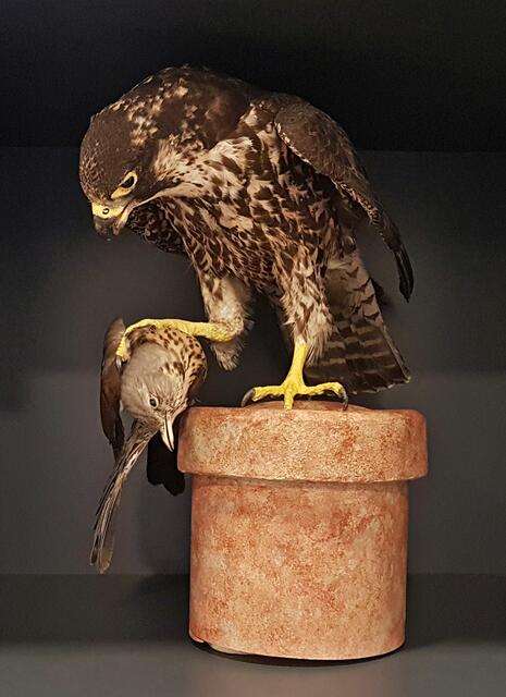 Natur der Region entdecken: Wanderfalken
| Foto: Pfalzmuseum für Naturkunde