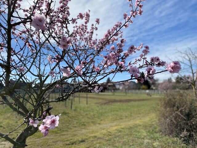 Mandelblüte in Gimmeldingen, Pfalz am 20.3.2021
