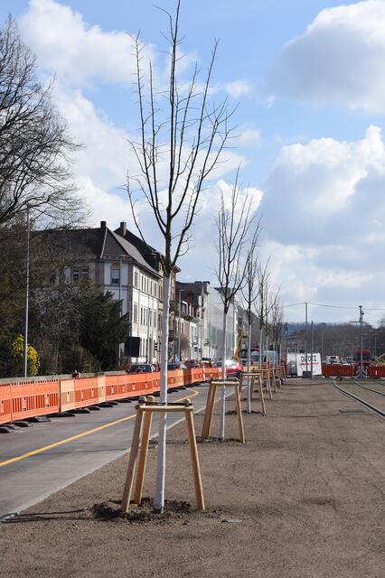Neugepflanzte Linden auf dem Kriegsstraßen-Straßentunnel vor dem Nymphengarten | Foto: Monika Müller-Gmelin, Stadt Karlsruhe
