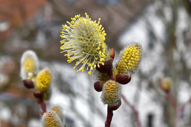 Foto: Helmfried Schneider