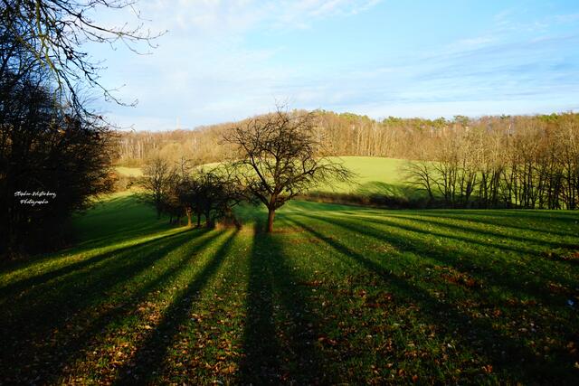 Schattenspiele der untergehenden Abendsonne durch einen Wald am Schlossberg auf einer Obstwiese bei Wartenberg-Rohrbach.  | Foto: Stephen Wüstenberg Photographie - Wartenberg-Rohrbach