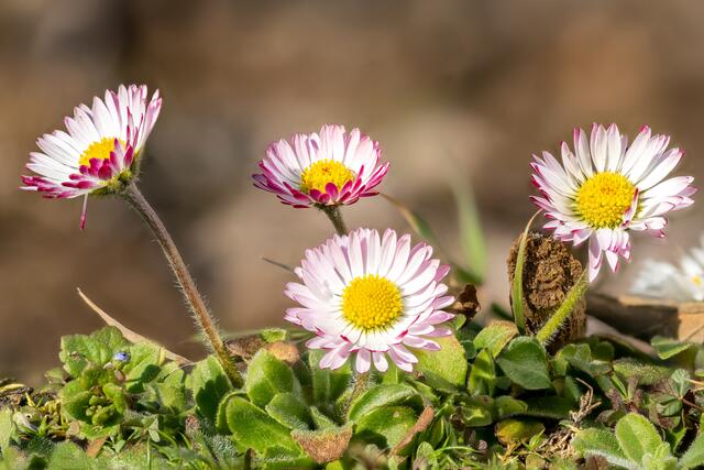 Die ersten Gänseblümchen im Garden | Foto: Hans-Jürgen "Janny" Janda
