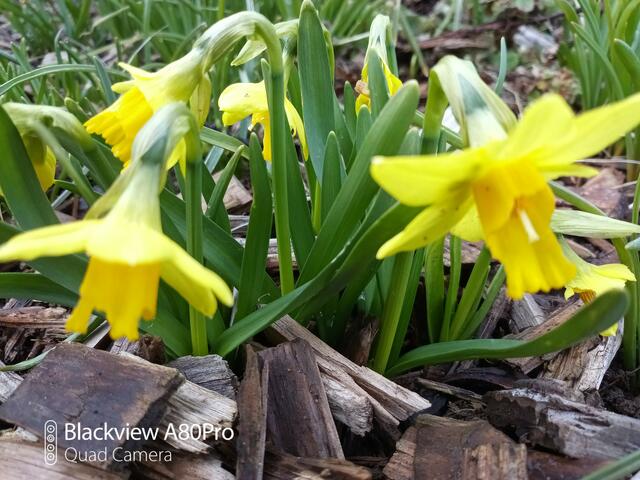 Es ist Frühling | Foto: Anja Stemler