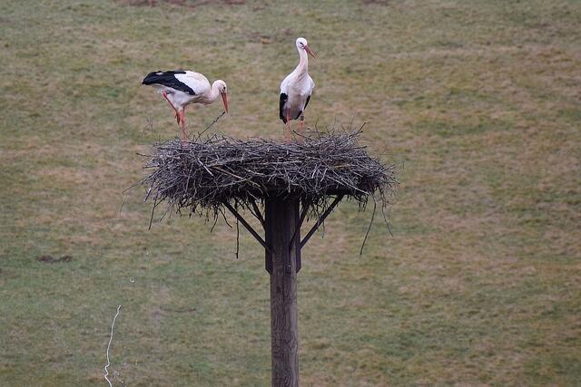 Das Nest muss sauber bleiben! | Foto: Andreas Steil