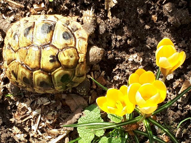 Das ist ein Schnappschuss der Speyerer Familie Wedekind. Ihre griechischen Landschildkröten verbringen jeden Winter draußen im Gartenboden. Jetzt kam die Kleinste schon heraus, um die ersten Sonnenstunden zu genießen. Fazit: Der Frühling ist nicht mehr weit.  | Foto: Wedekind