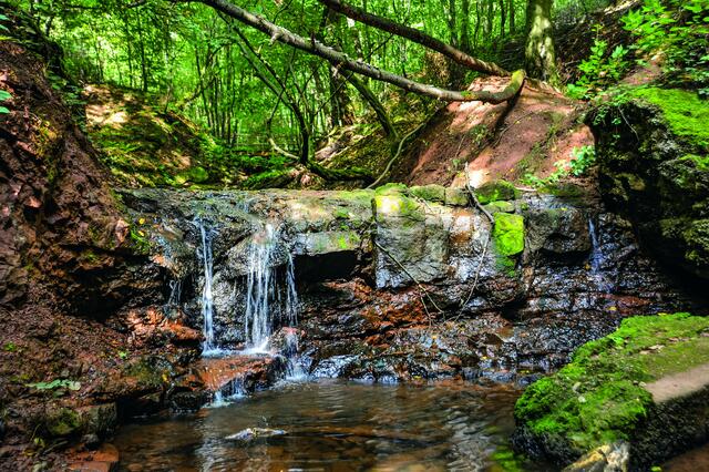 Wildromantische Natur bei Wandertouren um Saarwellingen
