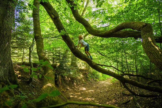 Der Wildkatzen-Wanderweg ist ein Highlight für die ganze Familie