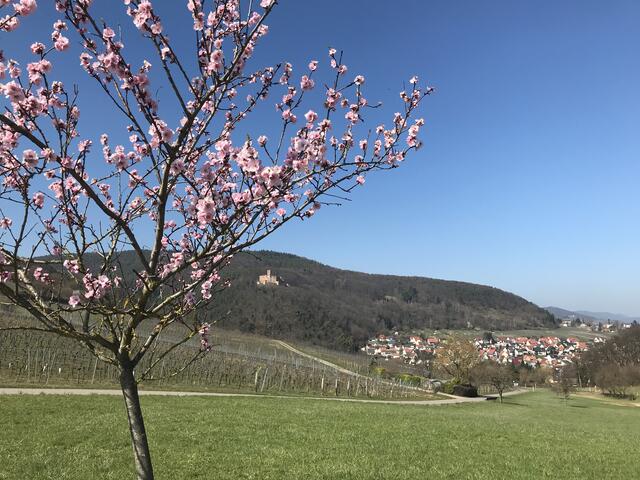 Mandelblüte mit Blick auf Klingenmünster und Burg Landeck.  | Foto: B. Bender