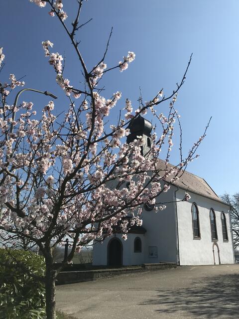 Leider kann das Mandelblütenfest auch in diesem Jahr nicht stattfinden. | Foto: B. Bender