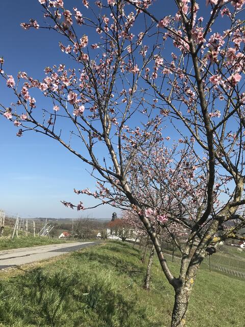 Blick zur Kapelle. | Foto: B. Bender