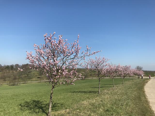 Lieblich blühende Mandelbäumchen. | Foto: B. Bender