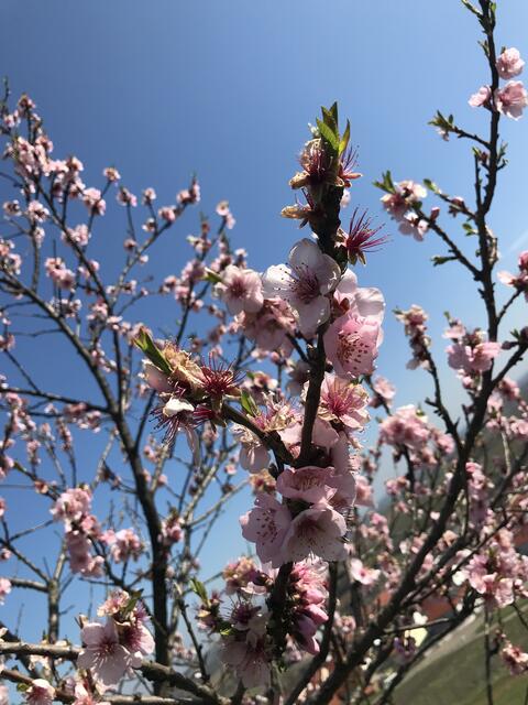 Auch die Blätter beginnen zart zu sprießen. | Foto: B. Bender