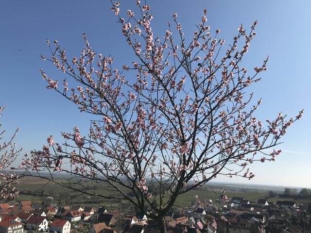 Blick auf Gleishorbach. | Foto: B. Bender