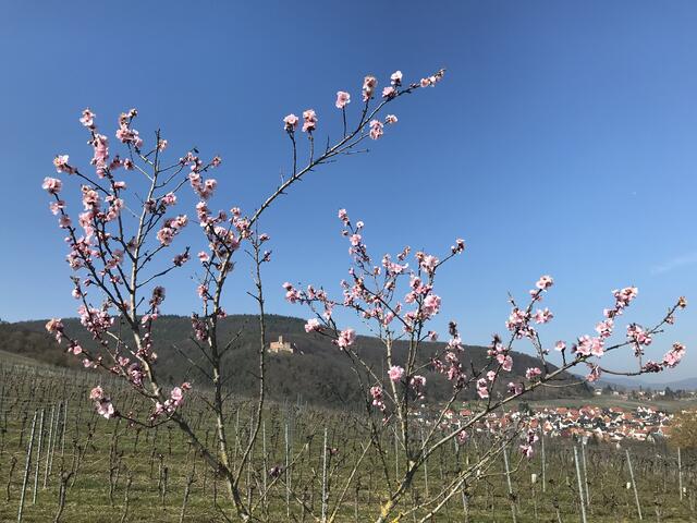 Mandelblüte mit Blick auf die Burg Landeck.  | Foto: B. Bender