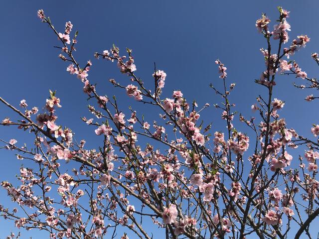 Rosa trifft Blau. | Foto: B. Bender