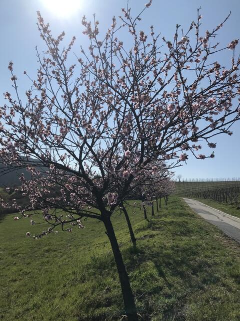 Rosa der Sonne entgegen.  | Foto: B. Bender
