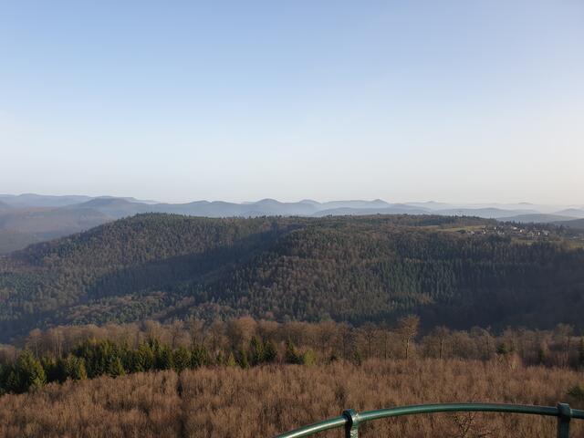 Blick vom Luitpoldturm über den Pfälzerwald | Foto: Ralf Vester