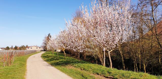Mandelblüte in Edesheim | Foto: Jens Vollmer