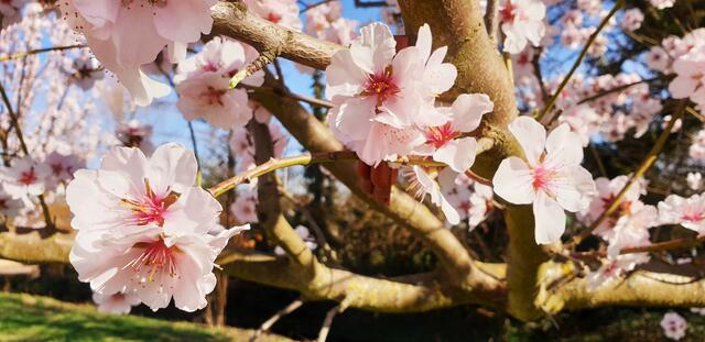 Mandelblüte in Edesheim | Foto: Jens Vollmer