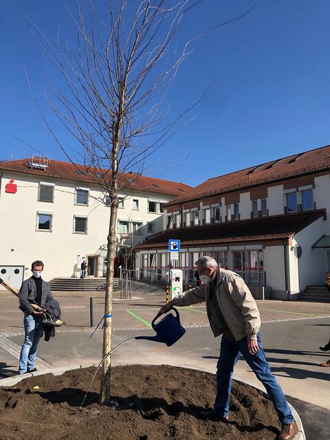 Anwohner Günther Frey ließ es sich nicht nehmen, den Baum als erstes anzugießen.  | Foto: Stadt Annweiler