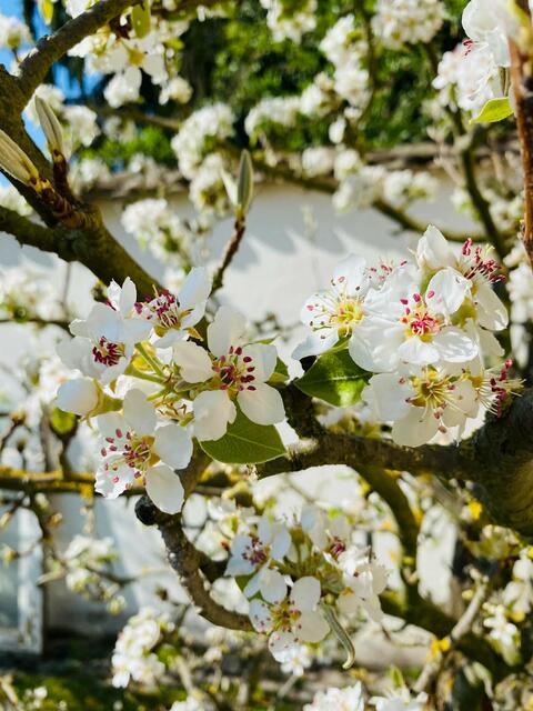 Birnenbaum | Foto: Tina Krauß