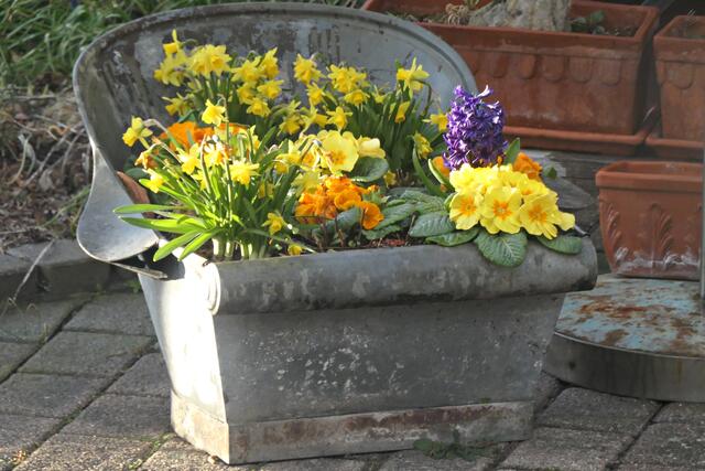 Bei Familie Schmerbach ein Trog voller bunter Frühlingsblumen | Foto: Brigitte Melder