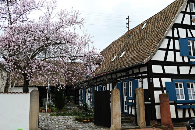 Wunderschönes Haus mit blühendem Mandelbaum bei Herrn Fass | Foto: Brigitte Melder