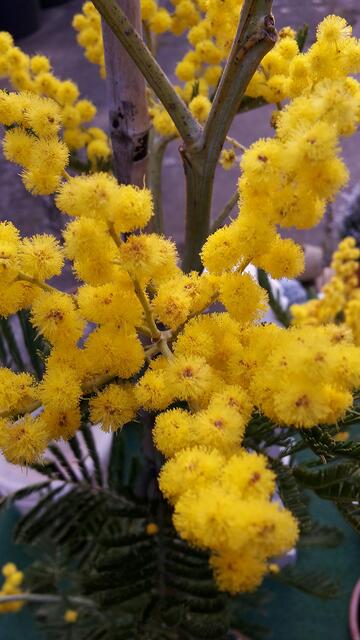 Mimose | Foto: Reinhard Baumann