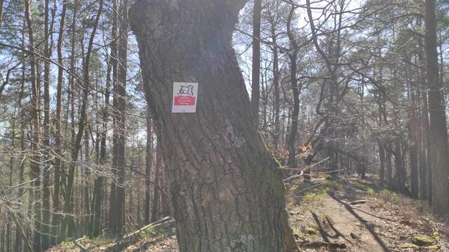 Der Weg über den Bergkamm ist auch Teil des Dimbacher Buntsandstein Höhenwegs. | Foto: B.Bender