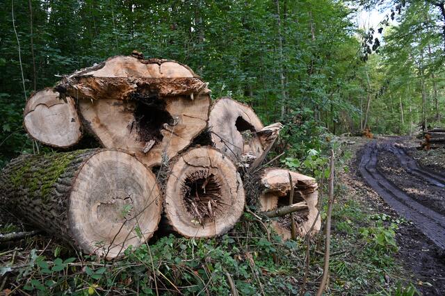 „Am Kirchel in der Brunnengewanne“  im Oktober 2020 | Foto: A. Abt