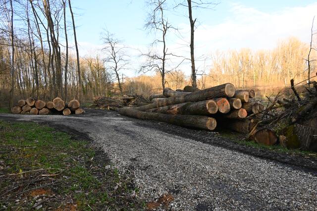 „Am Kirchel in der Brunnengewanne“  im März 2021 | Foto: A. Abt